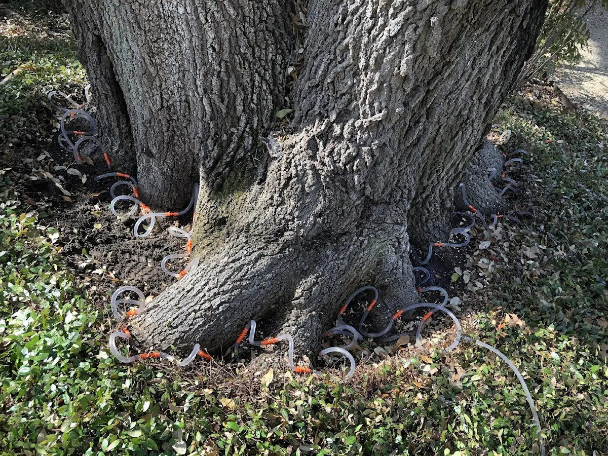 Detailed Tree Cabling and Bracing job site in Brenton