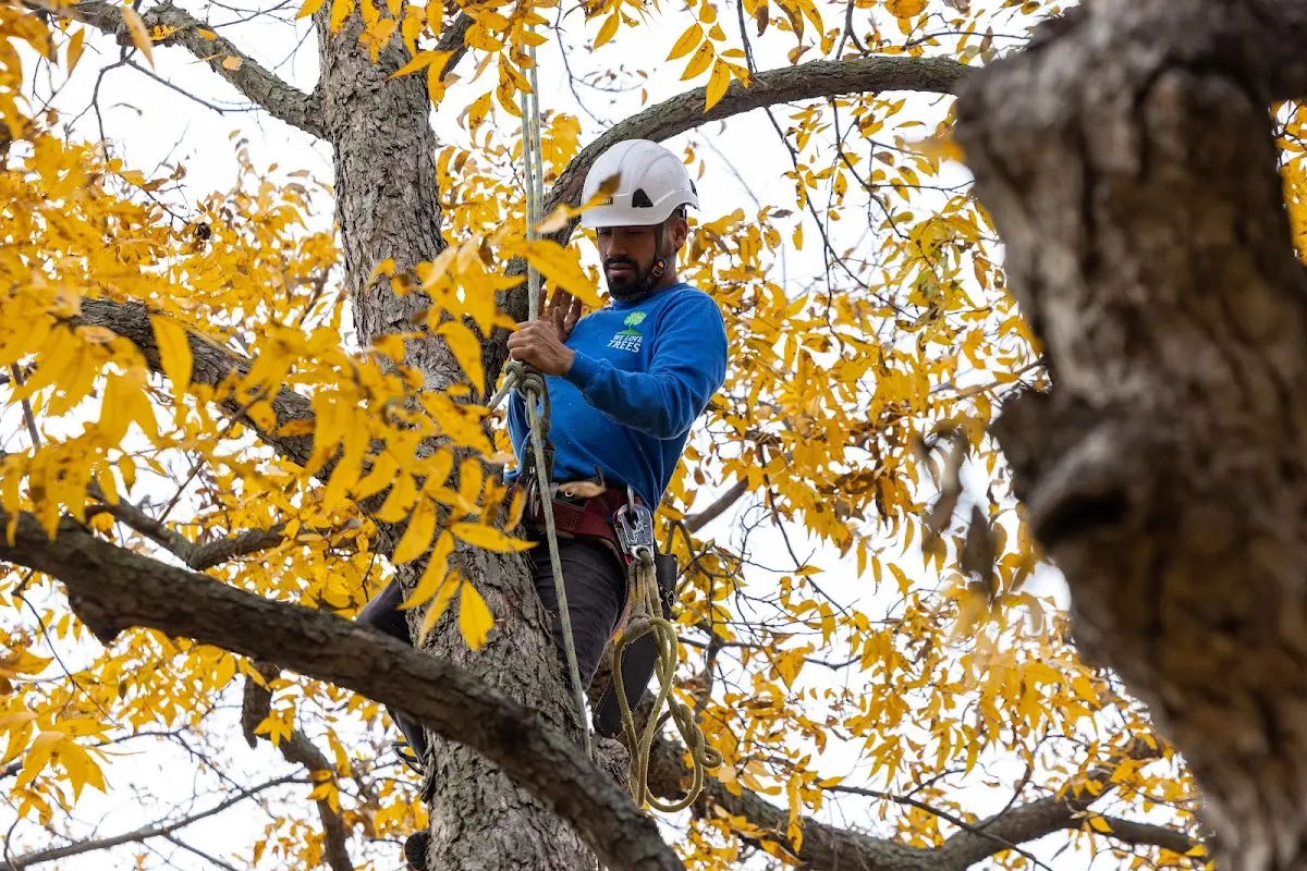 Skilled Emergency Tree Service crew working in Brenton